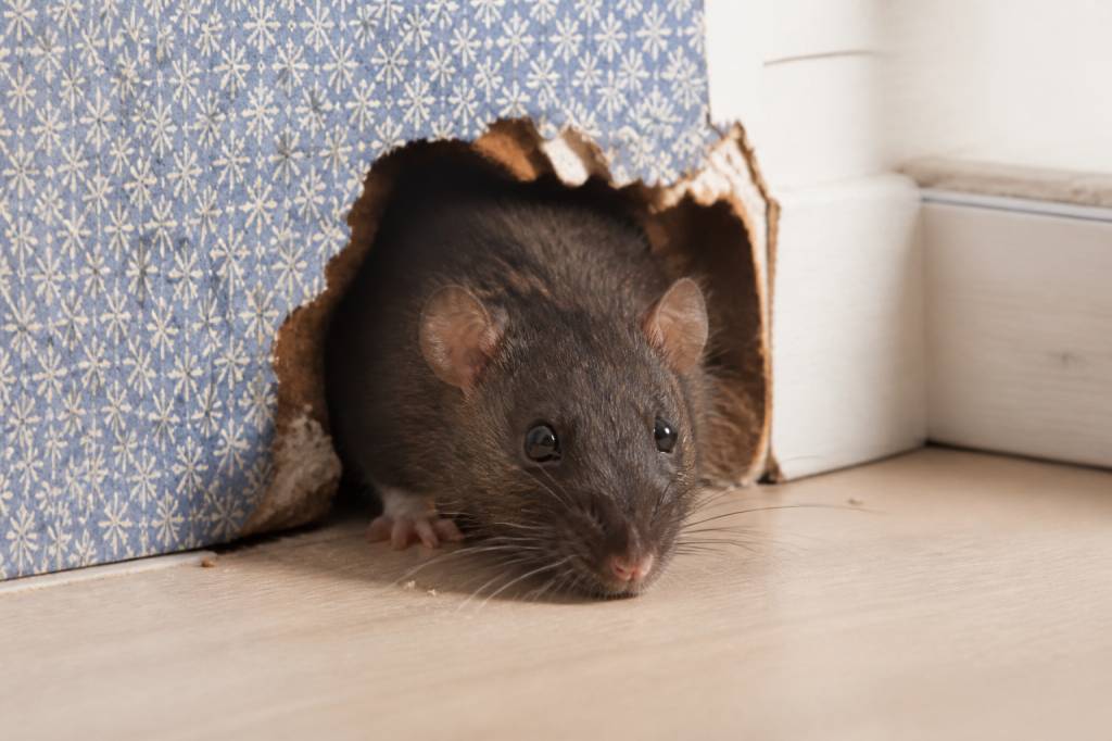 Assurance habitation nuisibles : garanties, exclusions et indemnisation des dégâts