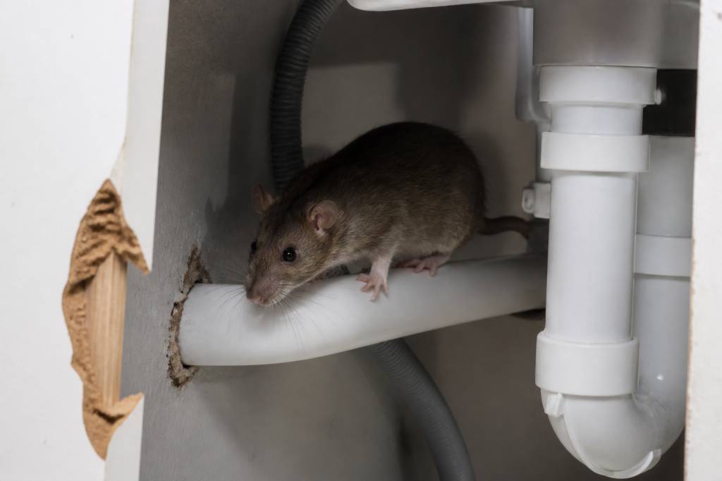 Assurance habitation nuisible : quelles garanties pour les dégâts causés par les nuisibles ?
