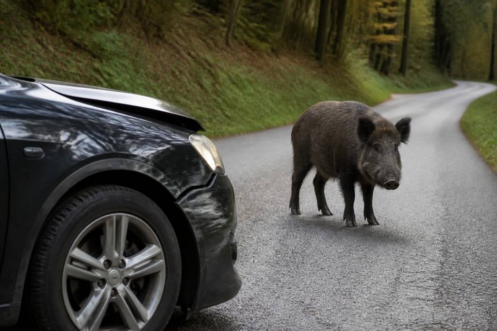 Accident sangliers : quelle assurance auto couvre les dommages ?